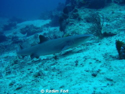 žralok lagunovy by Radim Fort 